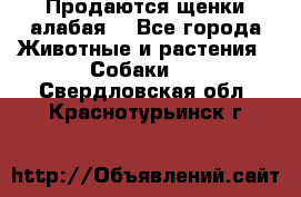 Продаются щенки алабая  - Все города Животные и растения » Собаки   . Свердловская обл.,Краснотурьинск г.